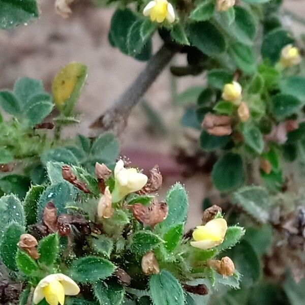 Stylosanthes viscosa Blomst