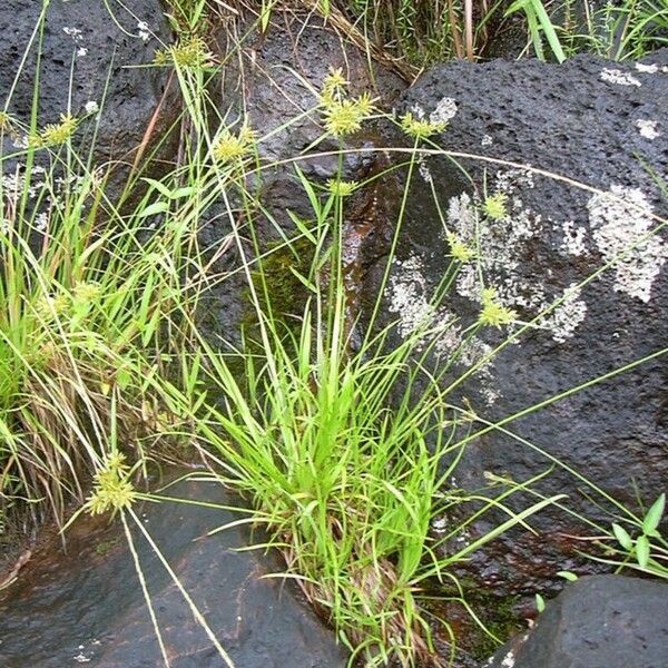 Cyperus haspan Lehti