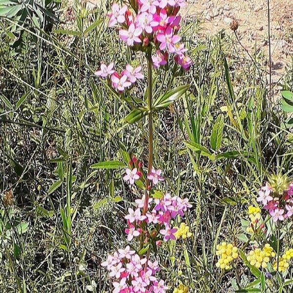 Centaurium erythraea Blomst