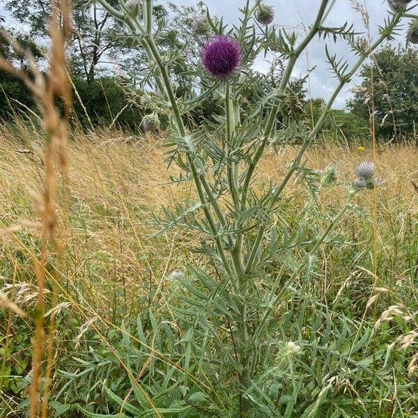 Cirsium eriophorum Habitus