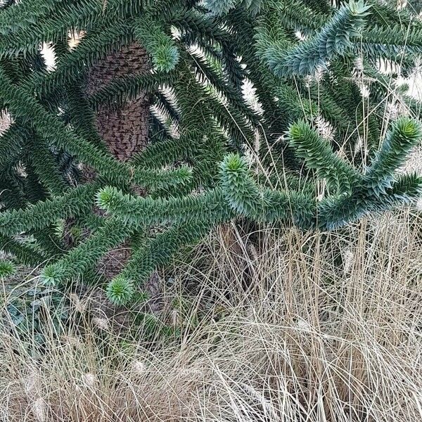 Araucaria araucana Fuelha