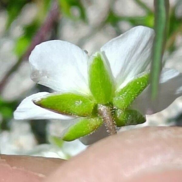 Sagina glabra Flower