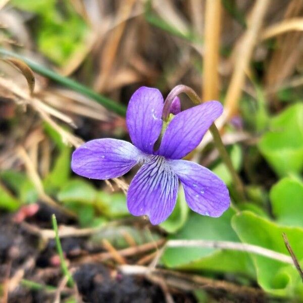 Viola nephrophylla Blüte