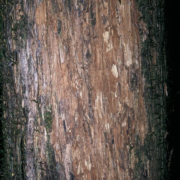 Mouriri crassifolia Bark