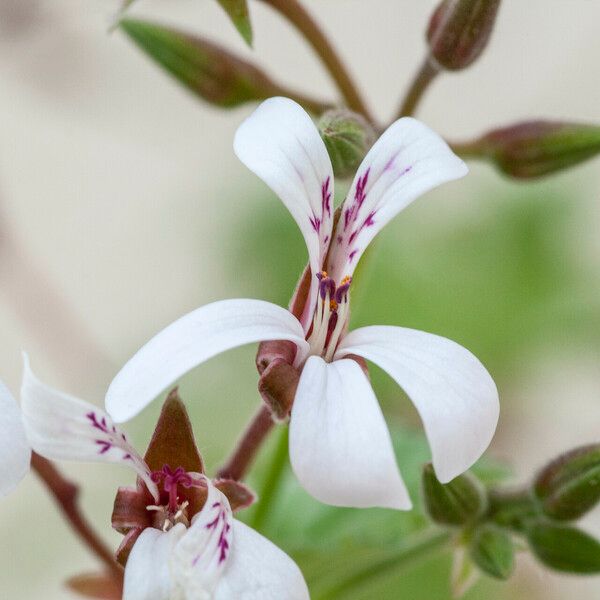 Pelargonium odoratissimum ᱵᱟᱦᱟ