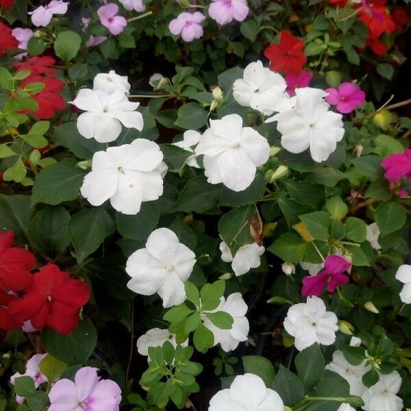 Impatiens walleriana Цветок