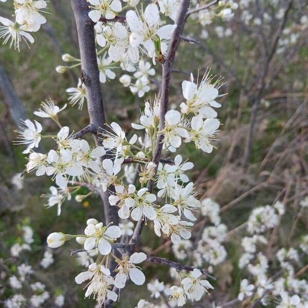 Prunus americana Floare