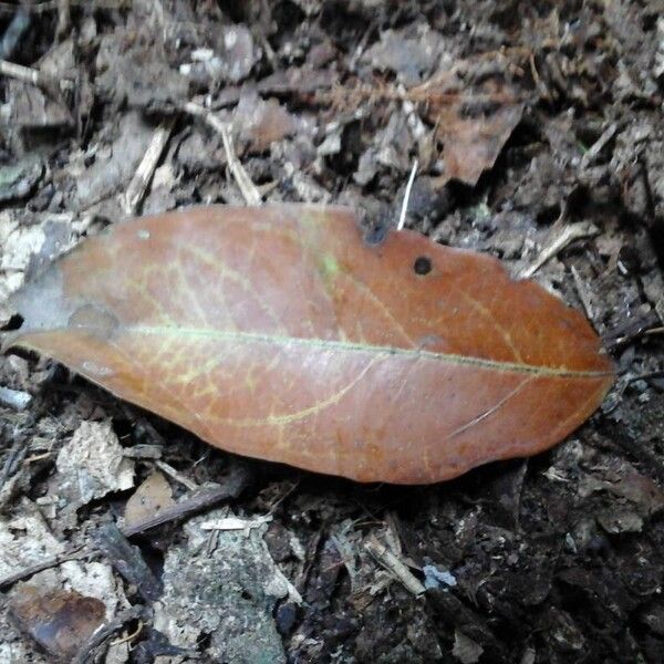 Maranthes glabra Leaf