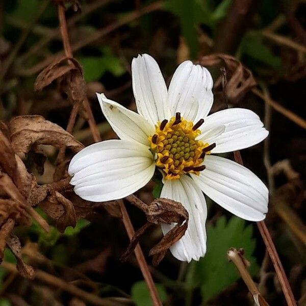 Bidens pilosa Flor