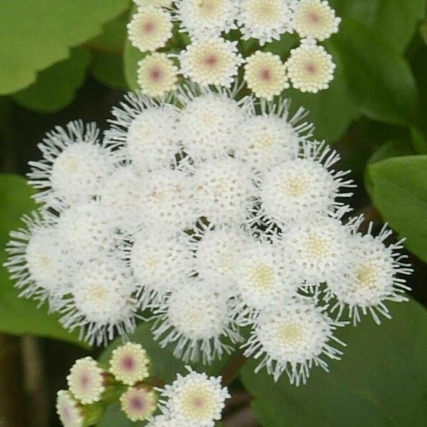 Ageratina adenophora Flower
