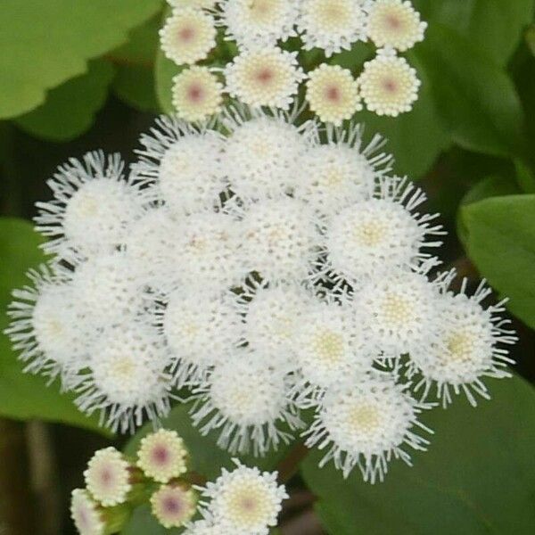 Ageratina adenophora Кветка