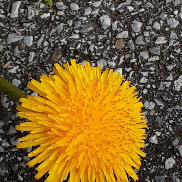 Taraxacum campylodes Flower