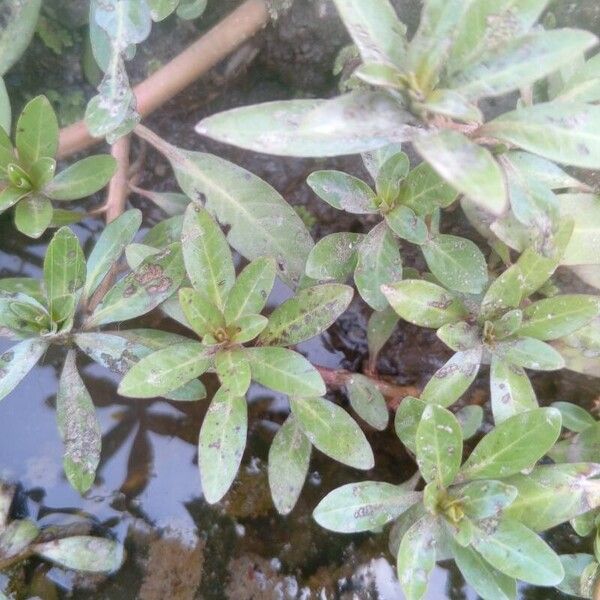 Ludwigia adscendens Frunză