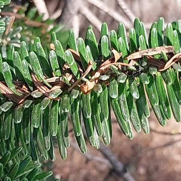 Abies numidica ᱥᱟᱠᱟᱢ