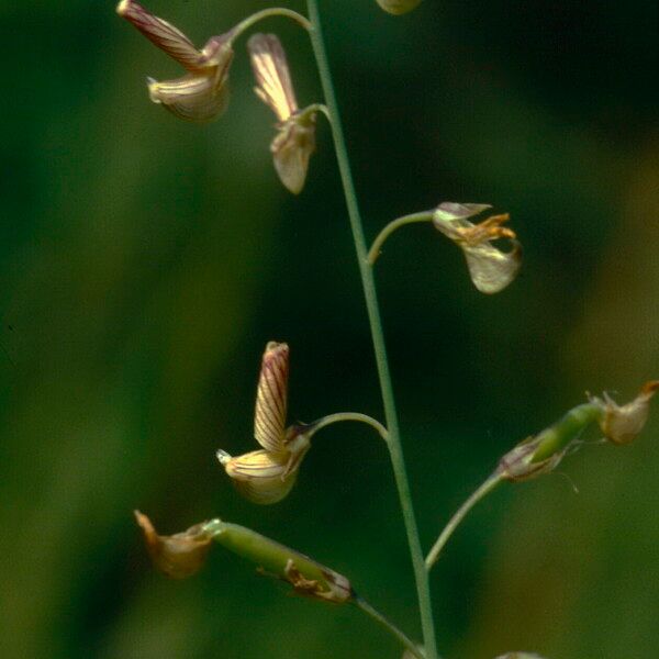 Crotalaria lanceolata Flower