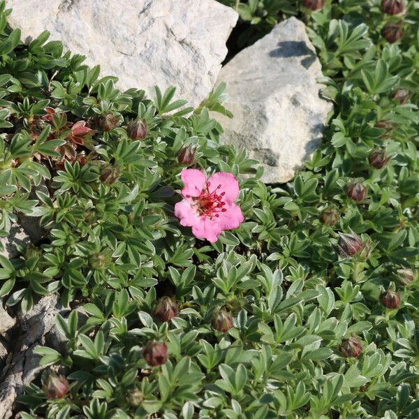 Potentilla nitida Λουλούδι