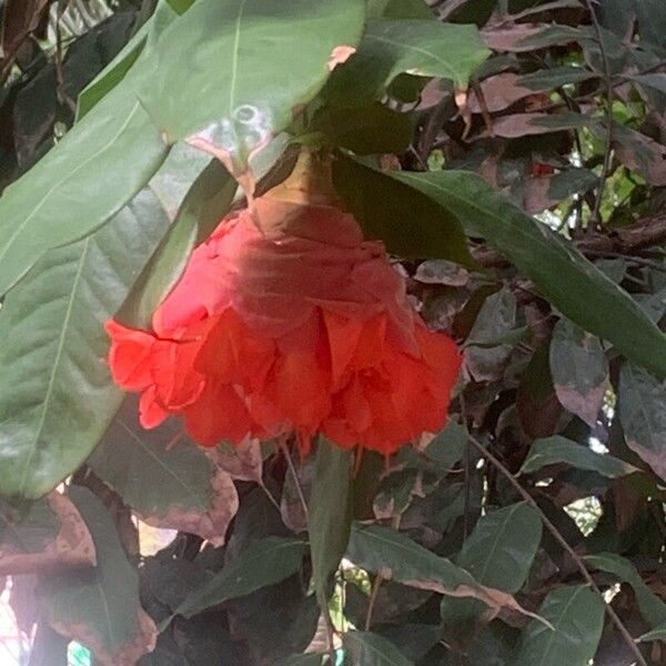Brownea ariza Цветок