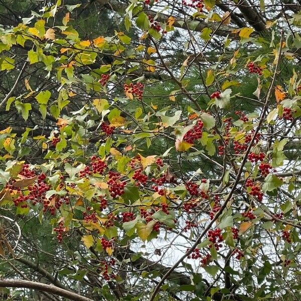 Crataegus phaenopyrum Fruit