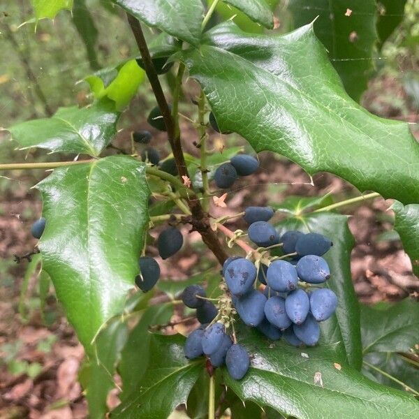 Berberis aquifolium برگ