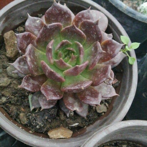 Echeveria purpusiorum Leaf