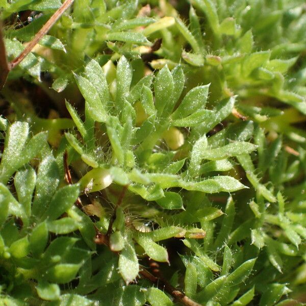 Saxifraga prostii Φύλλο