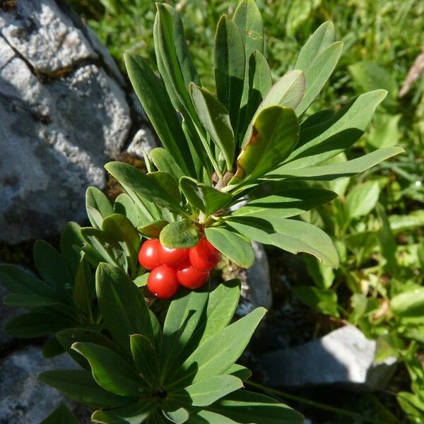 Daphne mezereum Fruit