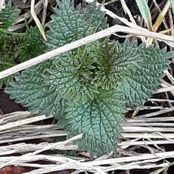 Urtica urens Frunză