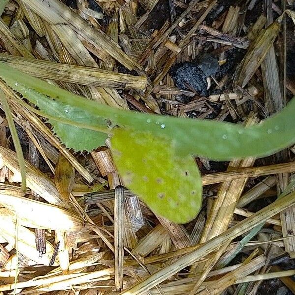 Spinacia oleracea Leaf