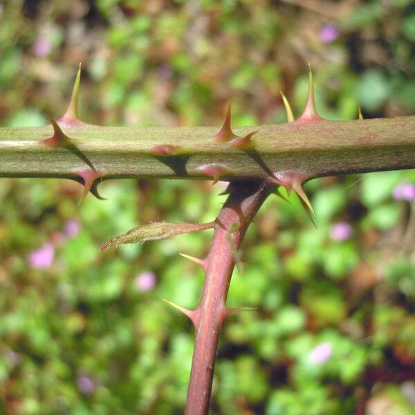 Rubus mucronatiformis