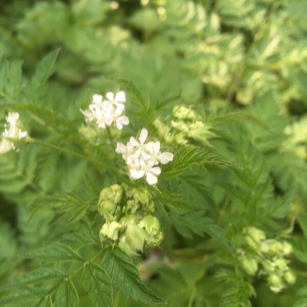 Chaerophyllum aureum Blüte