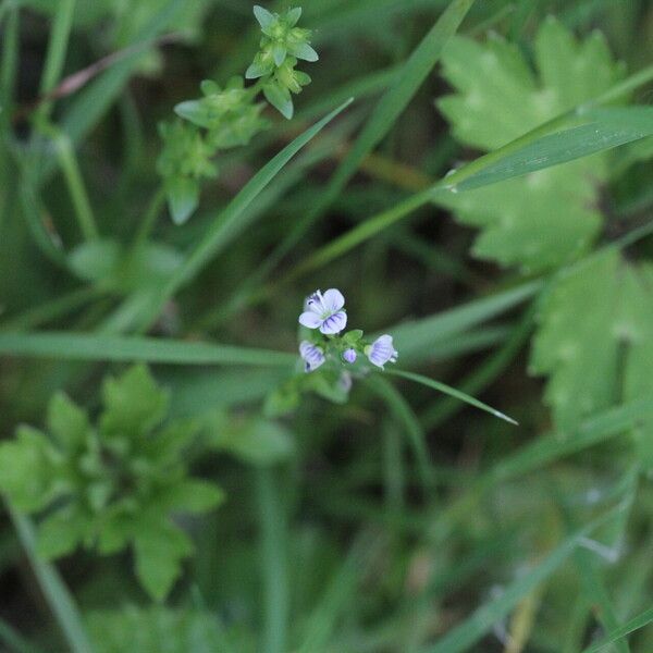 Veronica serpyllifolia Flower