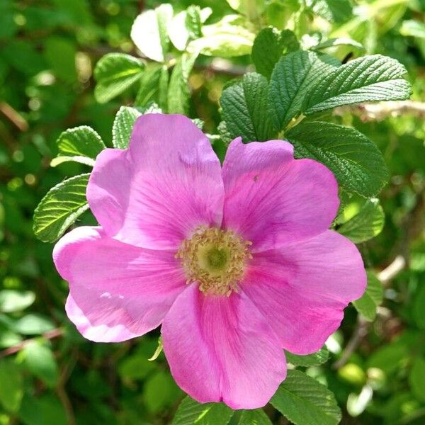 Rosa rugosa Flower