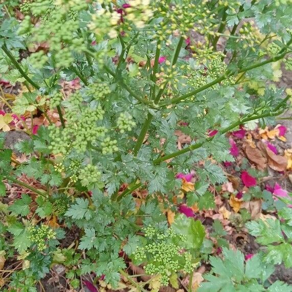 Petroselinum crispum Alkat (teljes növény)