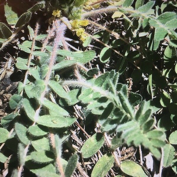 Astragalus exscapus Frunză