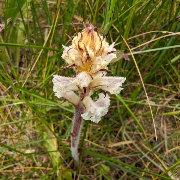 Orobanche picridis 花