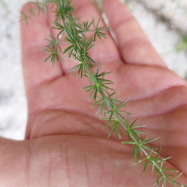 Asparagus acutifolius List