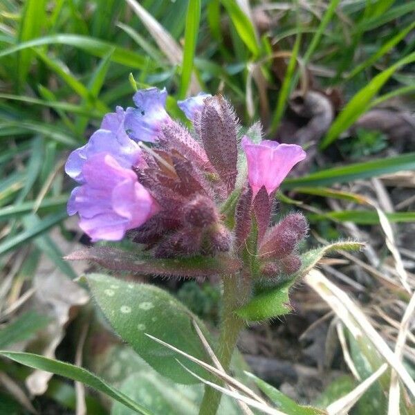 Pulmonaria longifolia Цветок