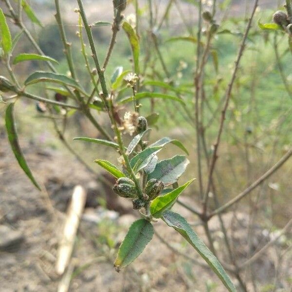 Croton bonplandianus Fruit