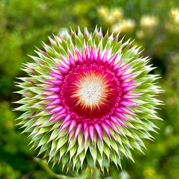 Carduus nutans Flower