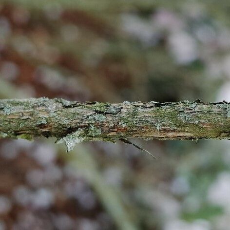 Rhododendron argyrophyllum Kéreg