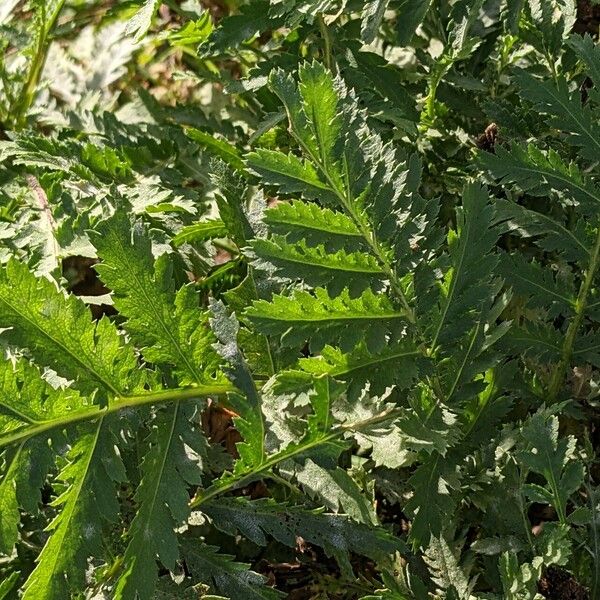 Tanacetum vulgare Leaf