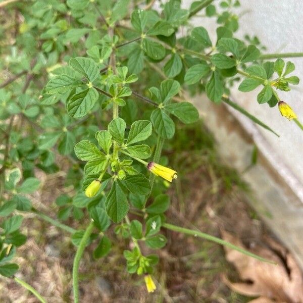 Cleome viscosa List