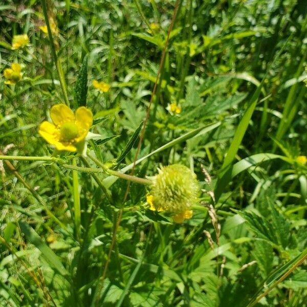 Geum aleppicum Flower