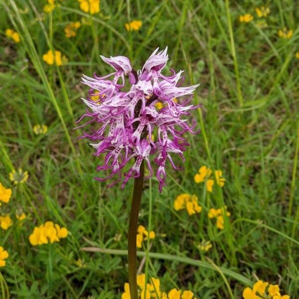 Orchis simia 花