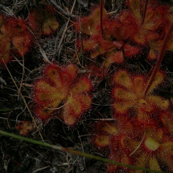 Drosera brevifolia Flower