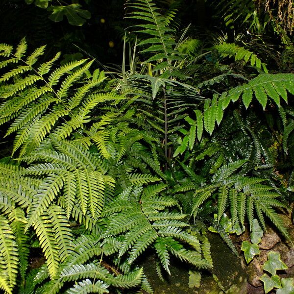 Pteris tripartita Агульны выгляд