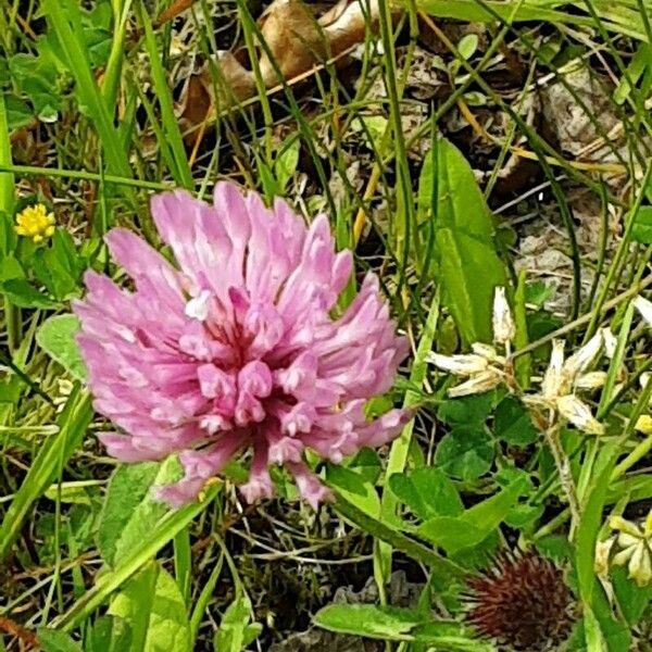 Trifolium medium Flower