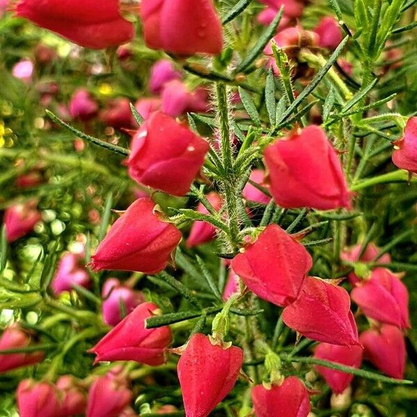 Grevillea rosmarinifolia Floare