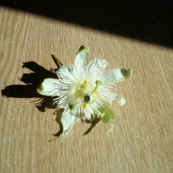 Passiflora foetida 花