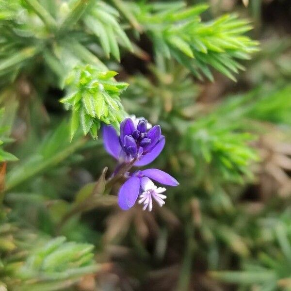 Polygala serpyllifolia Kwiat